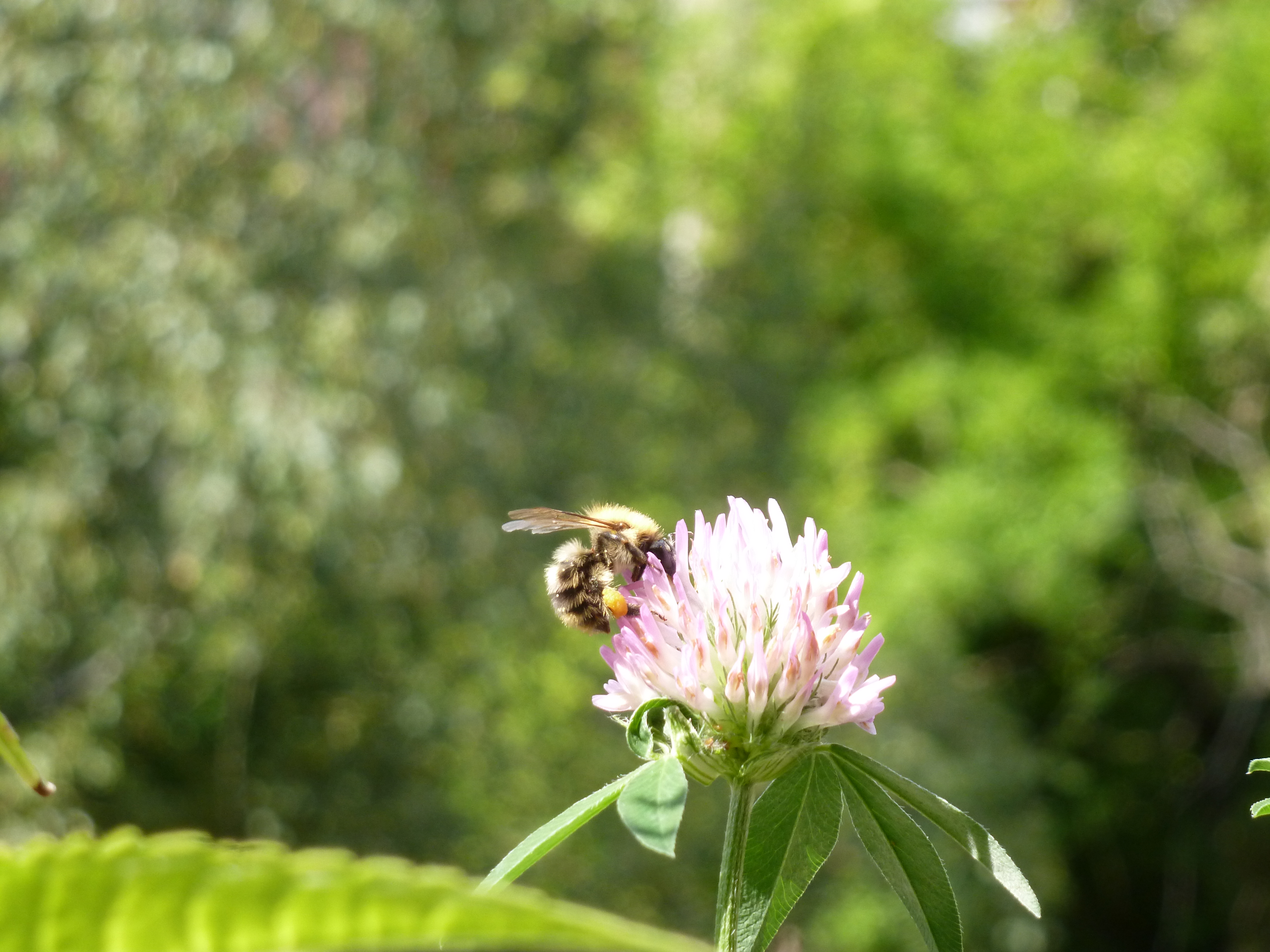 Artenvielfalt im Garten