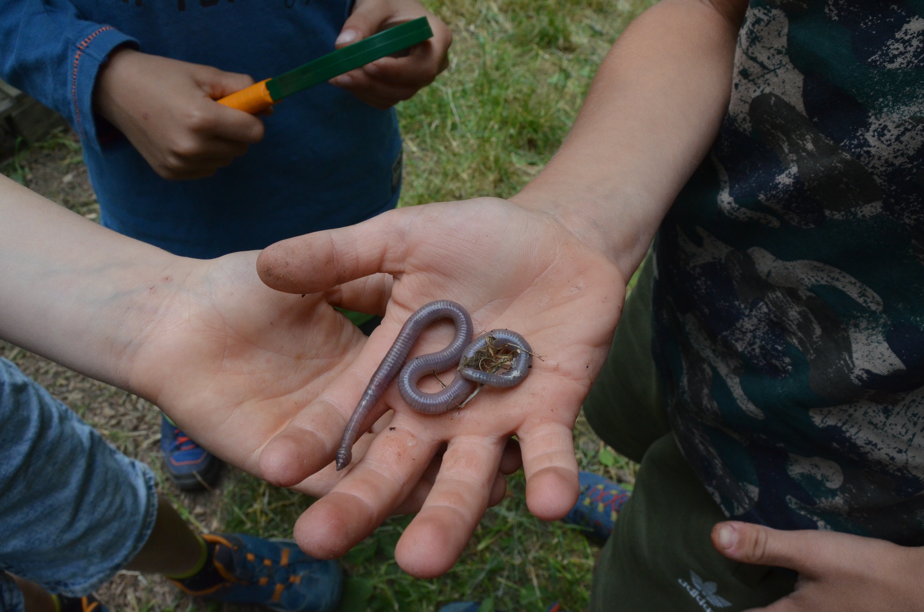 Regenwurm auf der Hand eines Kindes