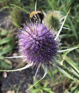 Wildbienenarten benötigen oft spezielle Futterpflanzen