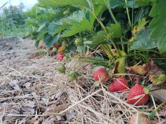 Die Erdbeerzeit neigt sich langsam dem Ende zu.